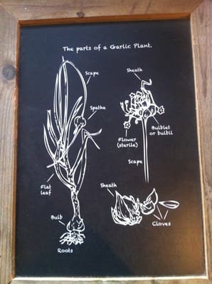 Menu photo 5 The Garlic Farm Newchurch, IOW Menu photo 5 The Garlic Farm Newchurch, IOW