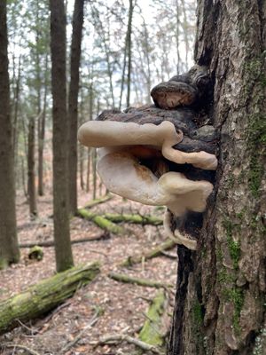 Bradbury Mountain State Park by null