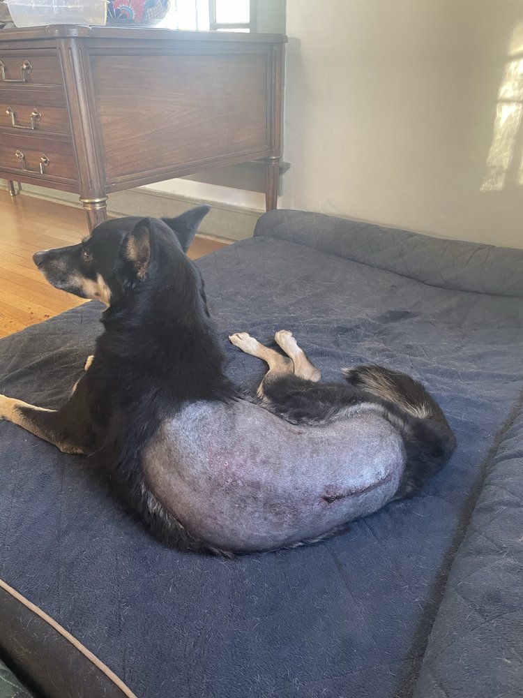 SUN CITY VETERINARY SURGERY CENTER - Updated June 2024 - 12 Reviews - 7096 Westwind Dr, El Paso