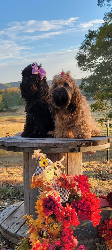 OUACHITA RIVER COCKAPOOS - Mena, AR - Yelp