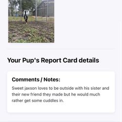The Kennels at Gum Gully