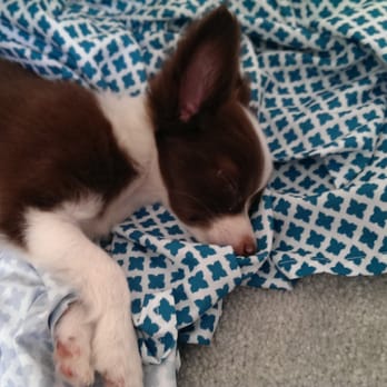 Mark's Ark - Lily sleeping after buying her from Mark's Ark - Pet Stores Near Me - Taylorsville, Utah Mark's Ark - Lily sleeping after buying her from Mark's Ark - Pet Stores Near Me - Taylorsville, Utah