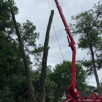 Andy's Tree Service - Tree Services Near Me Andy's Tree Service - Tree Services Near Me