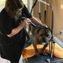 The Bark House U Do-It Dog Bath
