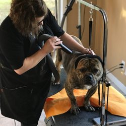 The Bark House U Do-It Dog Bath - Drying