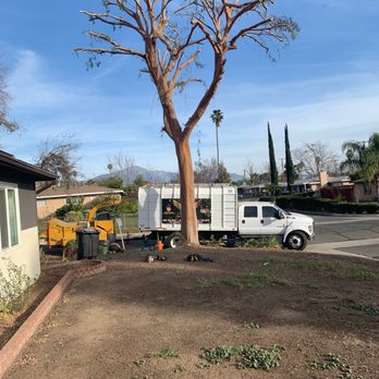 MTC Tree Care - My first tree perfectly trimmed, I'm so happy . - Tree Services Near Me - Riverside, California