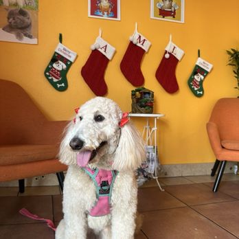 Happiness Grooming - Mochi - Pet Groomers Near Me - Van Nuys, California Happiness Grooming - Mochi - Pet Groomers Near Me - Van Nuys, California