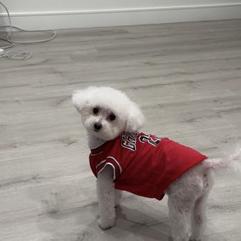 Furologist Dog Spa - Pet Groomers Near Me - San Jose, California
