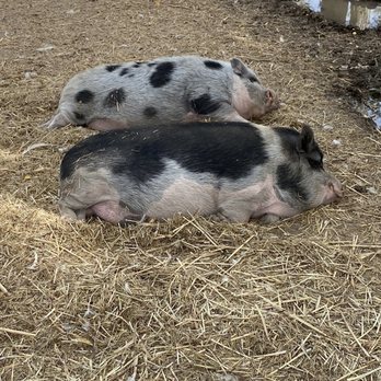 Sweet Eats Adventure Farm - Pigs - Attraction Farms Near Me - Georgetown, Texas