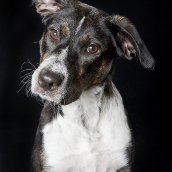 Northwest K9 Bed Bug Detectives - Our number one K9 Detective, Magic! - Pest Control Near Me