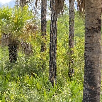 Captain Steve's Swamp Buggy Adventures - 729,000 acres of freshwater swamp ecosystem - Tours Near Me