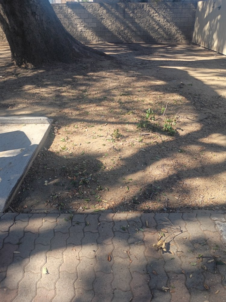 BC Landscaping Service - tree service in Van Nuys, CA