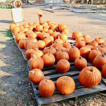 Bracken Pumpkin Patch - Pumpkin Patches Near Me - San Antonio, Texas