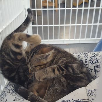 Cat Therapy - Pet Adoption Near Me - Santa Barbara, California Cat Therapy - Pet Adoption Near Me - Santa Barbara, California