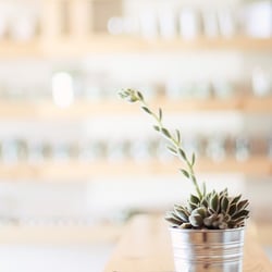 Aloe Skin + Body