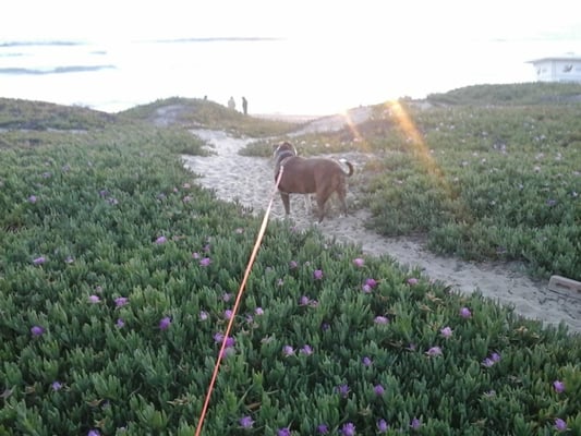 Playa Ensenada by null