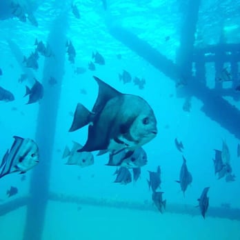 Ultra Dive Texas - Scuba Diving Near Me - Houston, Texas