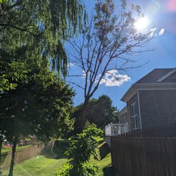 Bob Ray - Ash tree dying from emerald ash borer infestation