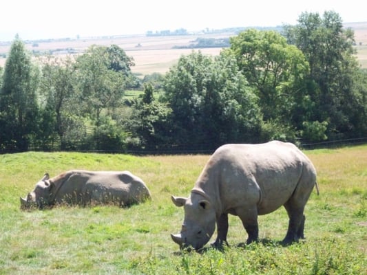Port Lympne Safari Park by null