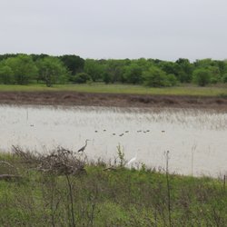 Shore birds