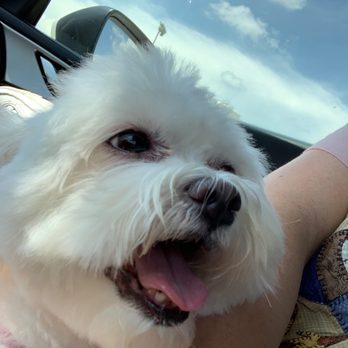 Spot Pet Salon & Wash - Pet Groomers Near Me - Prosper, Texas Spot Pet Salon & Wash - Pet Groomers Near Me - Prosper, Texas