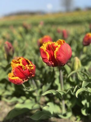 Veldheer Tulip Gardens by null