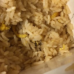 Fried rice with complimentary insect. Will not be back. Fried rice with complimentary insect. Will not be back.