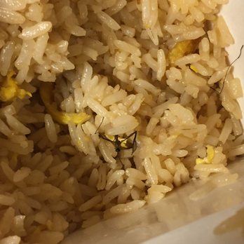 Golden China - Fried rice with complimentary insect. Will not be back. - Chinese Near Me - Gadsden, Alabama Golden China - Fried rice with complimentary insect. Will not be back. - Chinese Near Me - Gadsden, Alabama