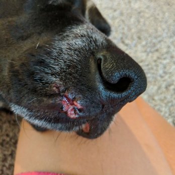 Spanaway Veterinary Clinic - Huge infection causes by this vet - Veterinarians Near Me - Spanaway, Washington Spanaway Veterinary Clinic - Huge infection causes by this vet - Veterinarians Near Me - Spanaway, Washington