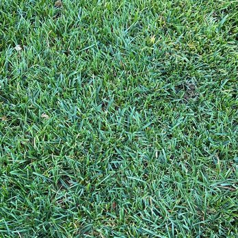 Nutri Green Fertilization - The details matter: Blade thickness and upright growth show optimal plant health - Lawn Services Near Me - Phoenixville, Pennsylvania Nutri Green Fertilization - The details matter: Blade thickness and upright growth show optimal plant health - Lawn Services Near Me - Phoenixville, Pennsylvania
