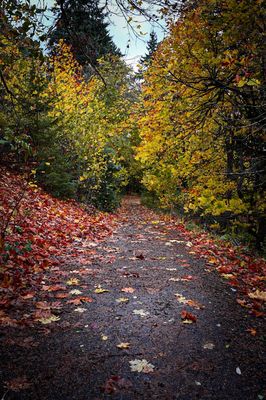 Mt. Tabor Picnic A by null