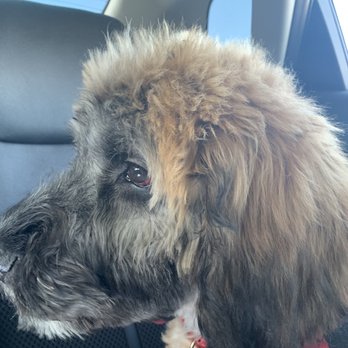 Tails A Waggin - Pet Groomers Near Me - Henderson, Nevada