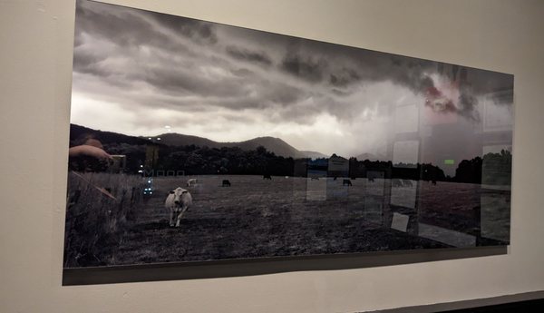 Mooo....Burlington by null