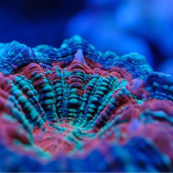 Tat Tropical Illusion - Local Fish Stores Near Me - Thousand Oaks, California