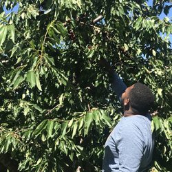 Klenk Orchards