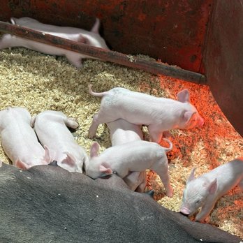 Maryland State Fair - Community Service/Non-Profit Near Me - Timonium, Maryland