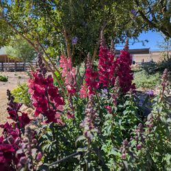 Rose Creek Farm