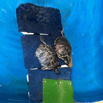 Gulf World - Turtles - Amusement Parks Near Me - Panama City Beach, Florida Gulf World - Turtles - Amusement Parks Near Me - Panama City Beach, Florida