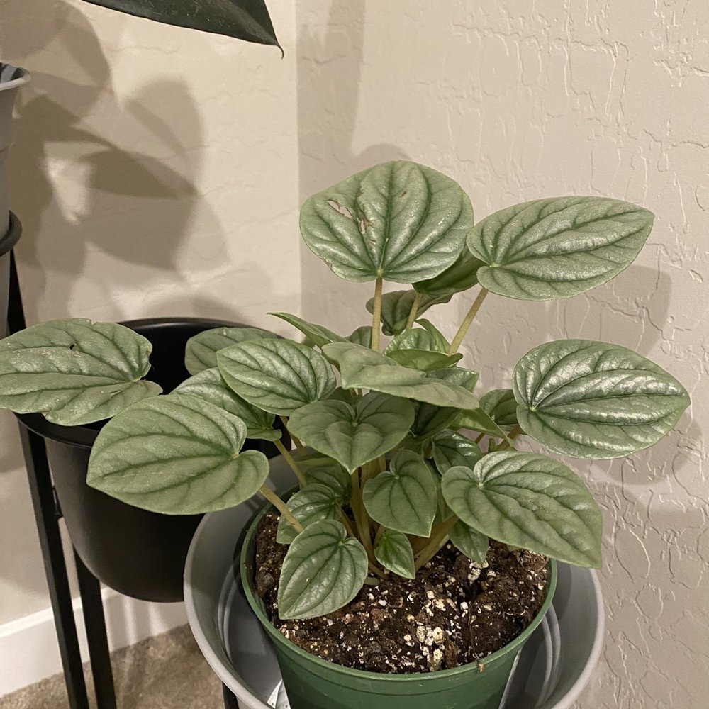 Armstrong Garden Centers - Peperomia frost - Nurseries & Gardening Near Me - San Diego, California Armstrong Garden Centers - Peperomia frost - Nurseries & Gardening Near Me - San Diego, California