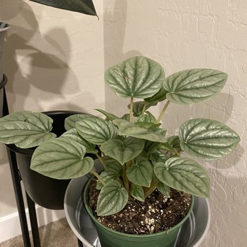 Armstrong Garden Centers - Peperomia frost - Nurseries & Gardening Near Me - San Diego, California