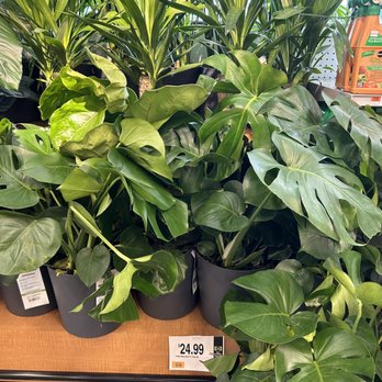 Stop & Shop - Plants - Grocery Near Me - Providence, Rhode Island Stop & Shop - Plants - Grocery Near Me - Providence, Rhode Island