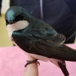 Florida Wildlife Hospital