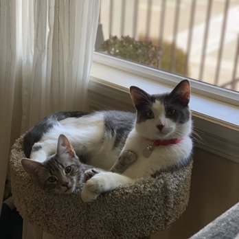 San Diego Cat bnb - Pet Boarding Near Me - San Diego, California San Diego Cat bnb - Pet Boarding Near Me - San Diego, California