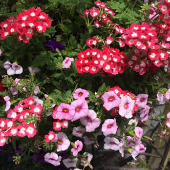 Seoane's Garden Center - Nurseries & Gardening Near Me - Abington, Massachusetts Seoane's Garden Center - Nurseries & Gardening Near Me - Abington, Massachusetts