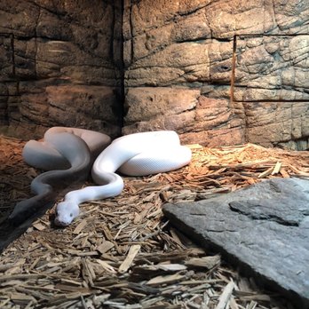 Reptile Lagoon - Albino snake - Zoos Near Me - Hamer, South Carolina Reptile Lagoon - Albino snake - Zoos Near Me - Hamer, South Carolina