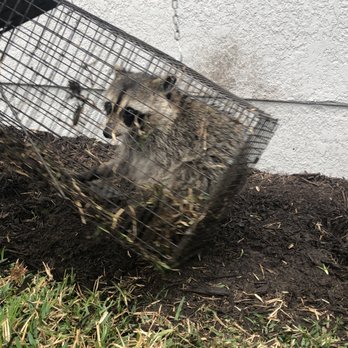 Complete Wildlife Removal - Pest Control Near Me - Jackson, Wyoming Complete Wildlife Removal - Pest Control Near Me - Jackson, Wyoming