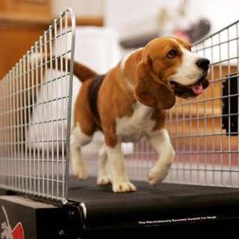 Animal Daycare & Boarding - Treadmill walking. - Pet Boarding Near Me - Anchorage, Alaska Animal Daycare & Boarding - Treadmill walking. - Pet Boarding Near Me - Anchorage, Alaska