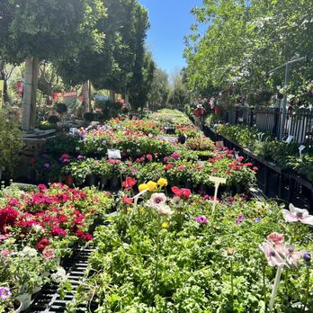 Moon Valley Nurseries - Nurseries & Gardening Near Me - Phoenix, Arizona