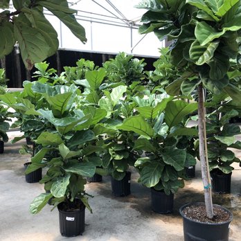 Plantkeeper - Nurseries & Gardening Near Me - Dallas, Texas Plantkeeper - Nurseries & Gardening Near Me - Dallas, Texas
