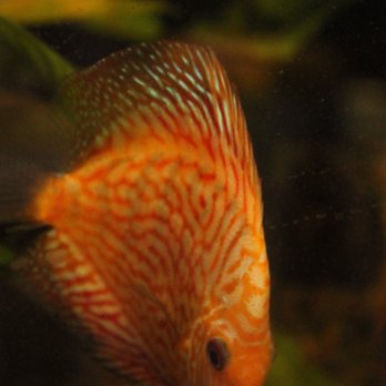 Hacienda Aquatics - Pet Stores Near Me - La Puente, California